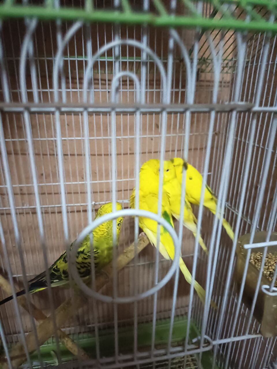 Riyadh, Pet Supplies, SAR 150,  Budgies For Sale 150sar With Cage
