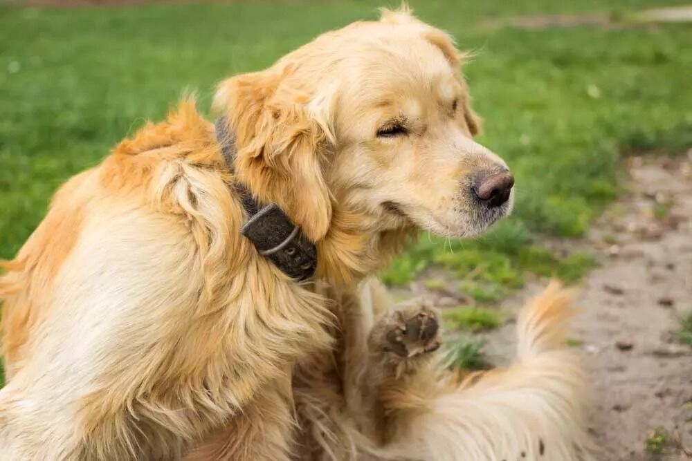 New York, Business, Simi Valley Veterinarians | Pet PAWZitive