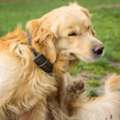Simi Valley Veterinarians | Pet PAWZitive