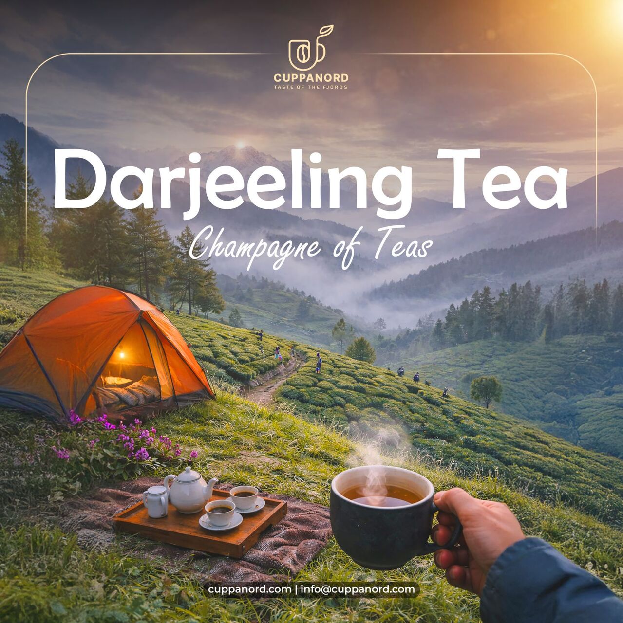 Noida, Business, Champagne Of Teas: What Makes Darjeeling Tea So Special?