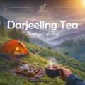 Champagne Of Teas: What Makes Darjeeling Tea So Special?