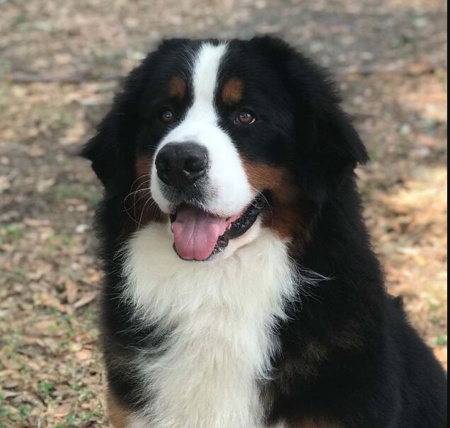 New York, Business, Australian Shepherd Puppy Breeder In Enterprise &ndash; Find Your New Companion