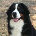 Australian Shepherd Puppy Breeder In Enterprise &ndash; Find Your New Companion