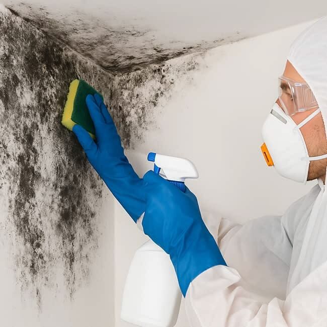 New York, Business, How Can Mold Remediation Save Your Property From Moisture Damage?