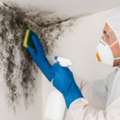 How Can Mold Remediation Save Your Property From Moisture Damage?