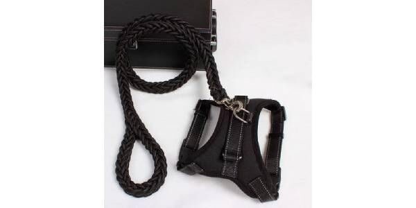 New York, Pet Supplies, USD 27,  Shop The Best Dog & Cat Harnesses, Leashes & Collars