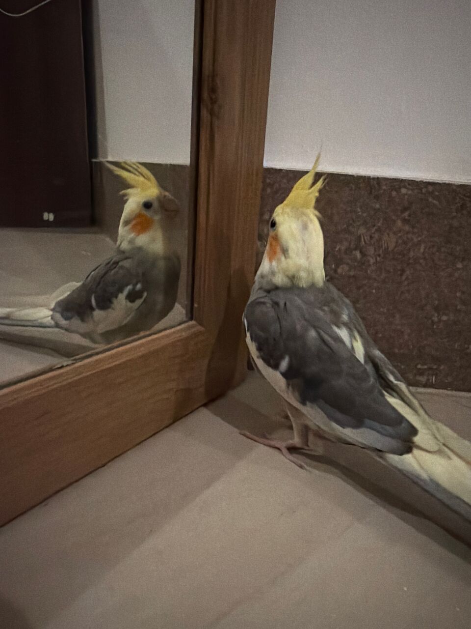 Riyadh, Pet Supplies, SAR 10,  Hand Tamed Very Friendly Baby Cockatiel Bird Parrot