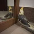 SAR 10,  Hand Tamed Very Friendly Baby Cockatiel Bird Parrot