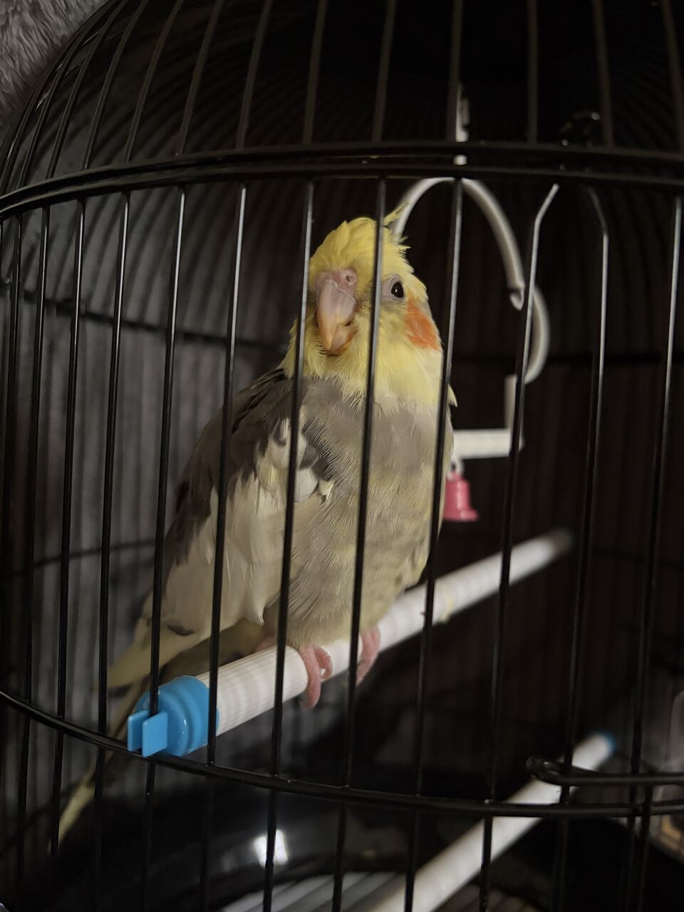 Riyadh, Pet Supplies, SAR 10,  Hand Tamed Very Friendly Baby Cockatiel Bird Parrot