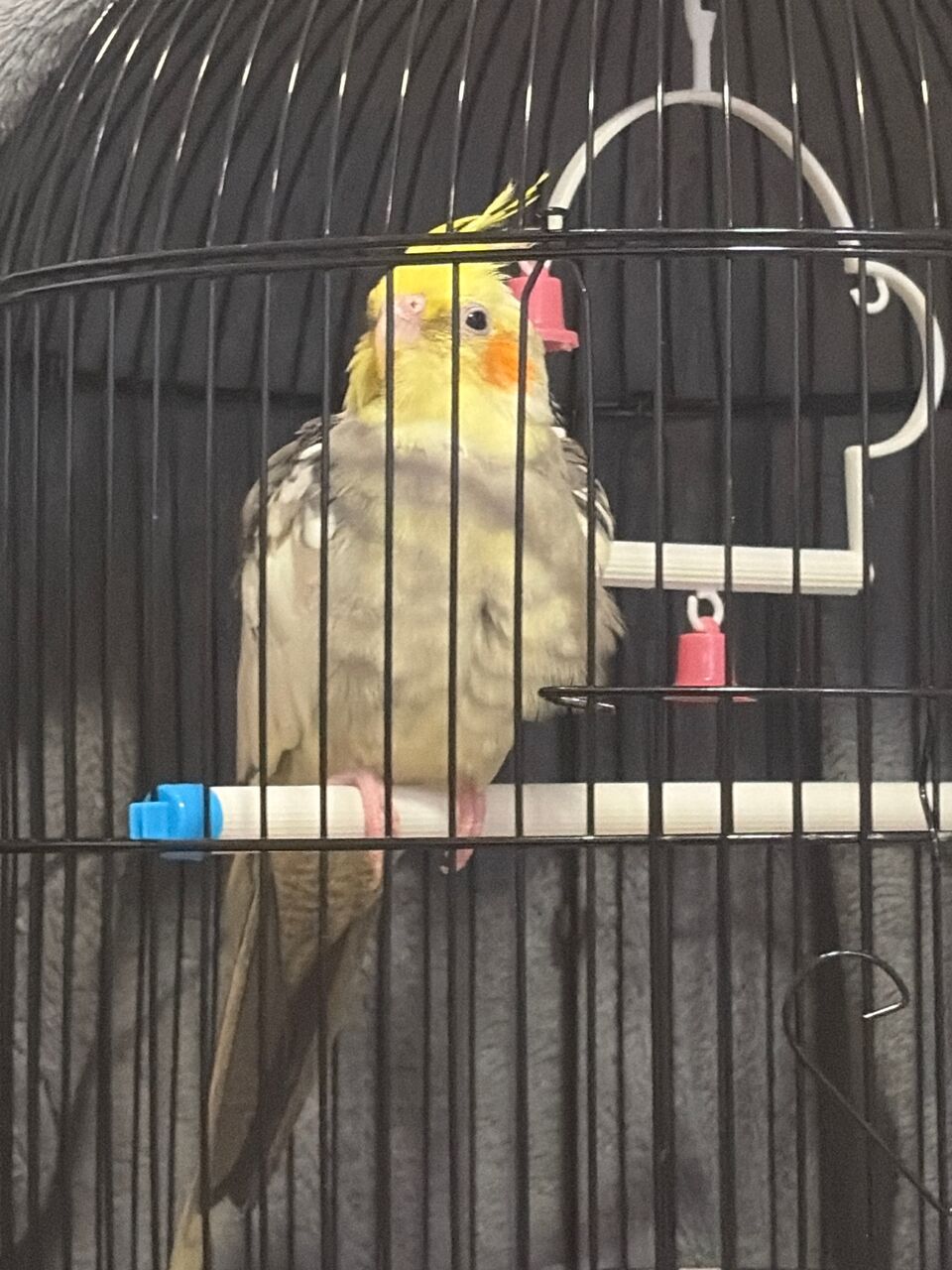 Riyadh, Pet Supplies, SAR 10,  Hand Tamed Very Friendly Baby Cockatiel Bird Parrot