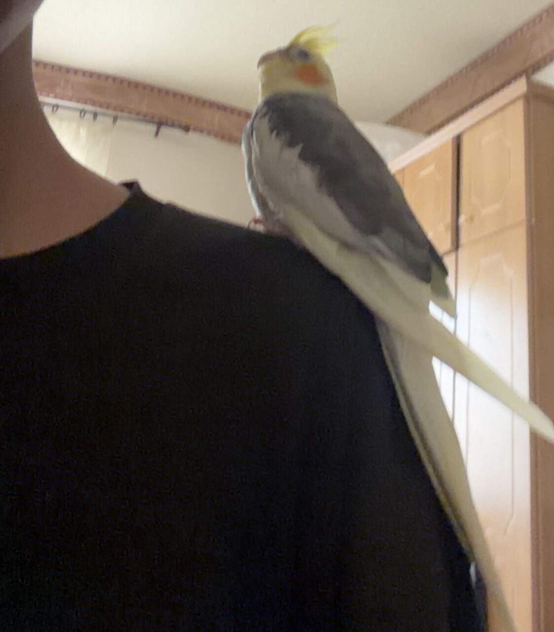 Riyadh, Pet Supplies, SAR 10,  Hand Tamed Very Friendly Baby Cockatiel Bird Parrot