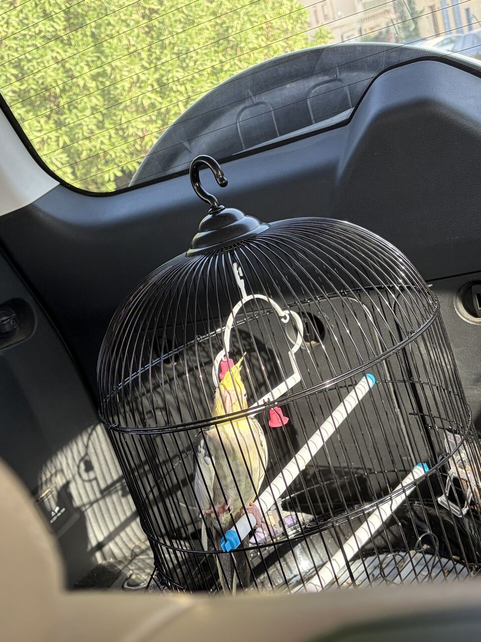 Riyadh, Pet Supplies, SAR 10,  Hand Tamed Very Friendly Baby Cockatiel Bird Parrot