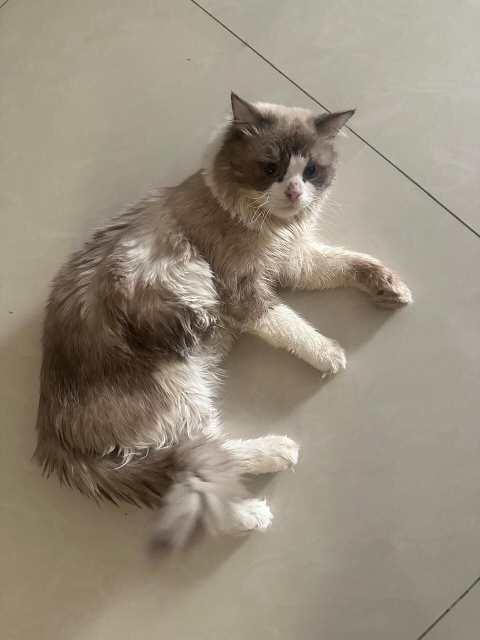 Riyadh, Pet Adoption, Free Adoption 1 Year Male Cat