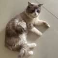 Free Adoption 1 Year Male Cat