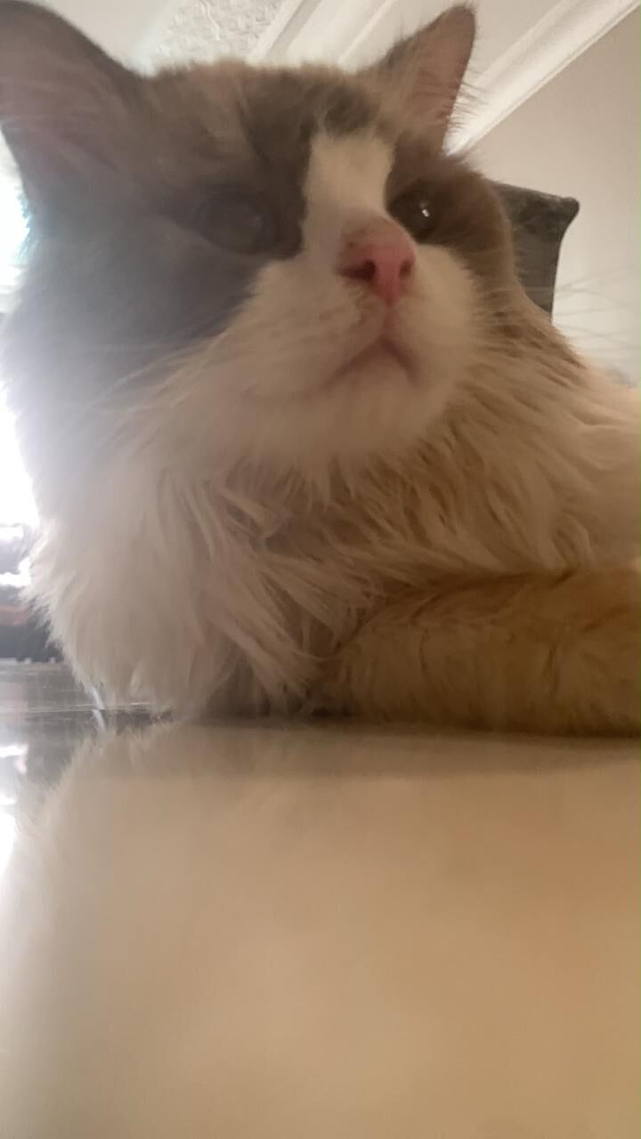 Riyadh, Pet Adoption, Free Adoption 1 Year Male Cat
