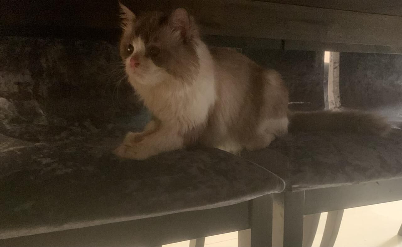 Riyadh, Pet Adoption, Free Adoption 1 Year Male Cat
