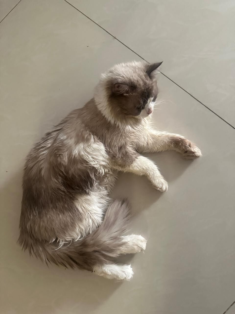 Riyadh, Pet Adoption, Free Adoption 1 Year Male Cat