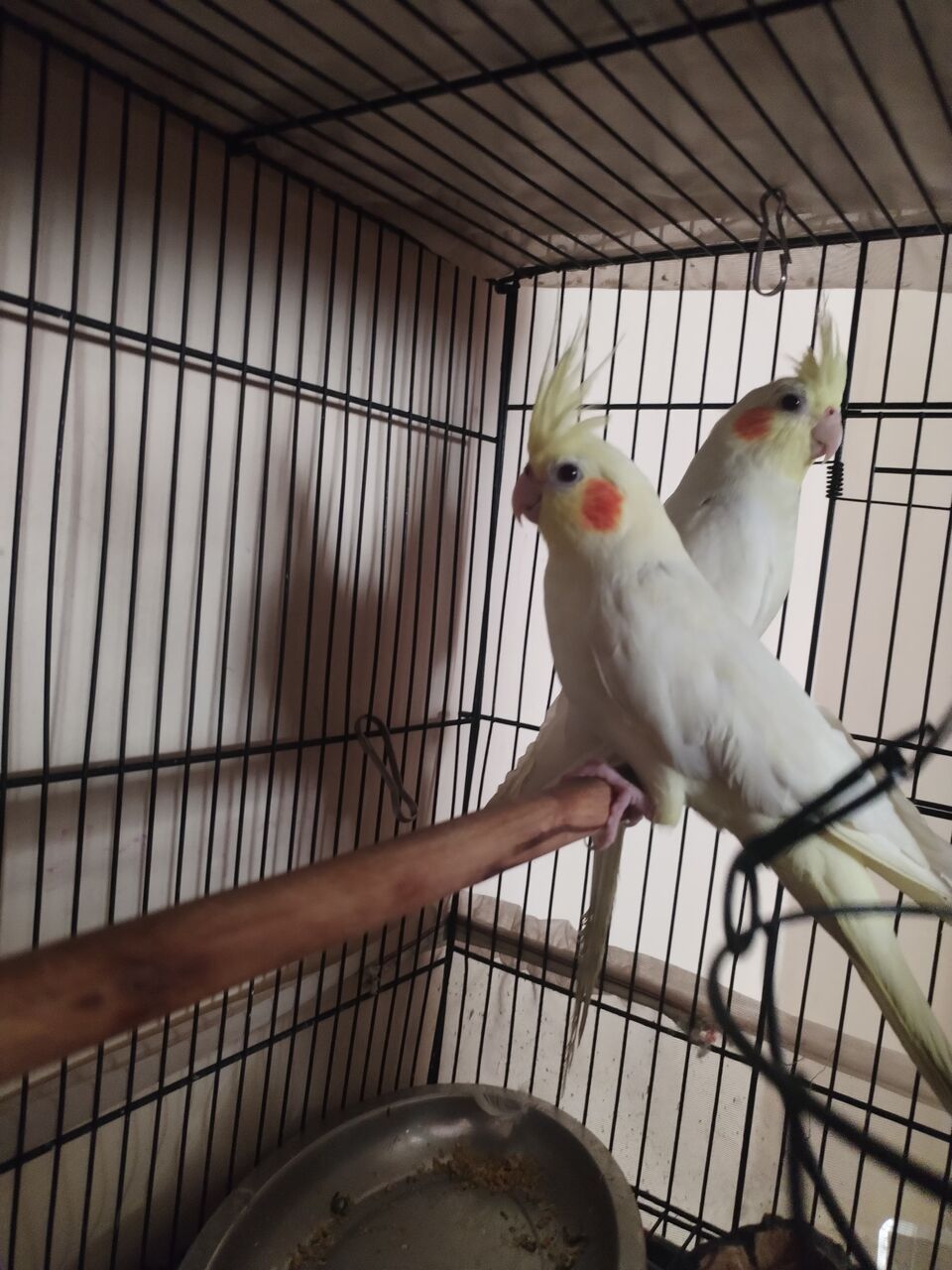 Dammam, Pet Supplies, SAR 1234,  Cocktails