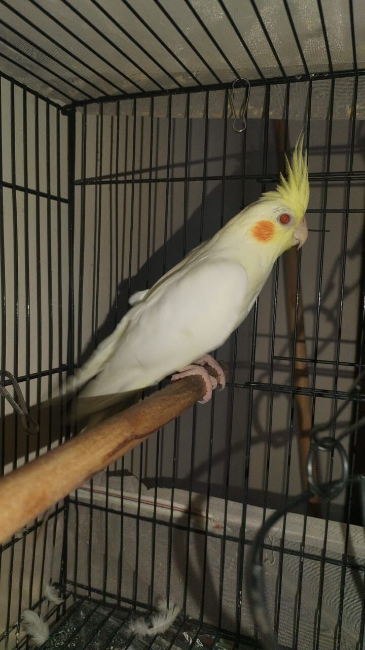 Dammam, Pet Supplies, SAR 1234,  Cocktails