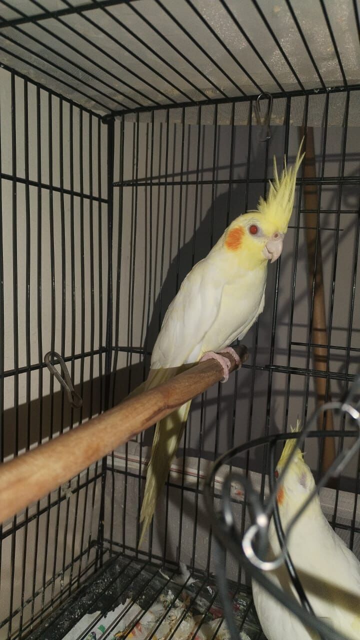 Dammam, Pet Supplies, SAR 1234,  Cocktails