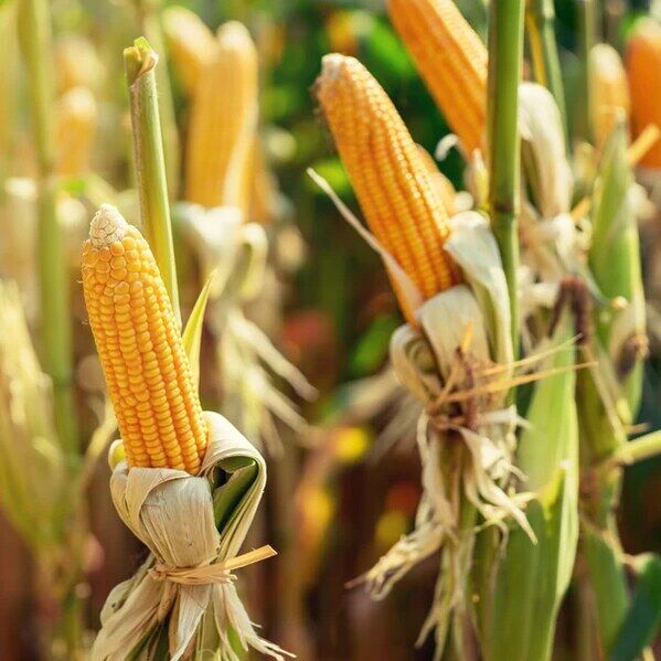New York, Business, Golden Bantam Corn Seeds | Golden Sweet Corn