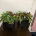 SAR 5,  Decoration Plants Artificial
