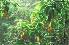New York, Business, Questions To Ask An Ibogaine Treatment Clinic