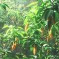 Questions To Ask An Ibogaine Treatment Clinic
