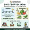 INR 25,  Zaid Crops In India: Examples, Season & Farming Guide | Tradologie