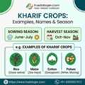 INR 25,  Kharif Crops List: Examples, Names & Season | Tradologie