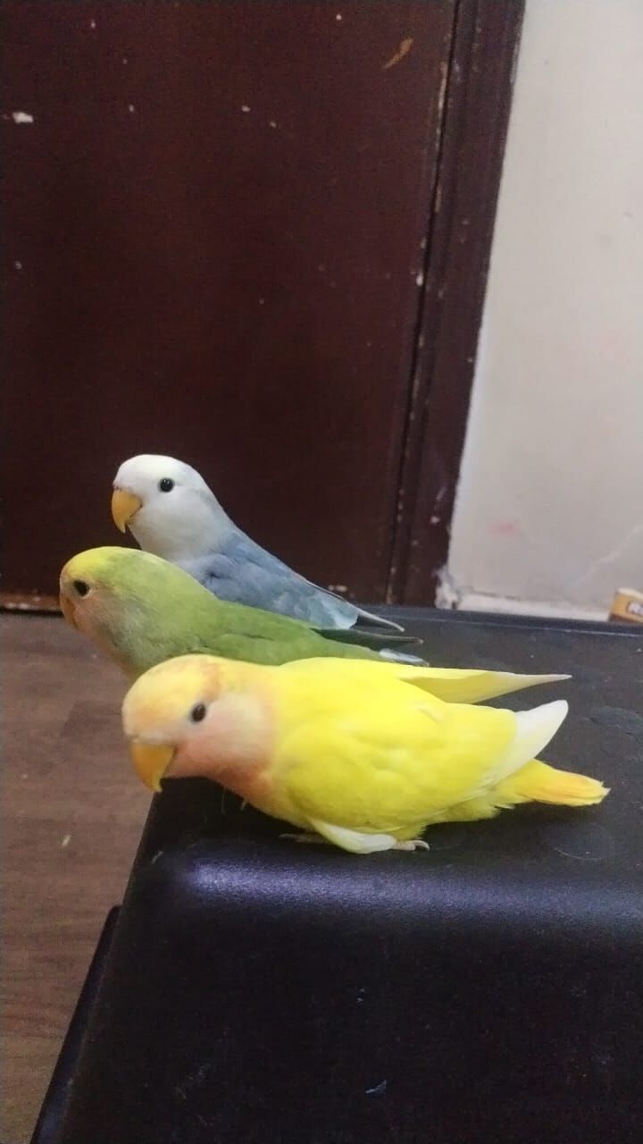 Dammam, Pet Supplies, SAR 1234,  Love Birds For Sale