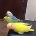 SAR 1234,  Love Birds For Sale