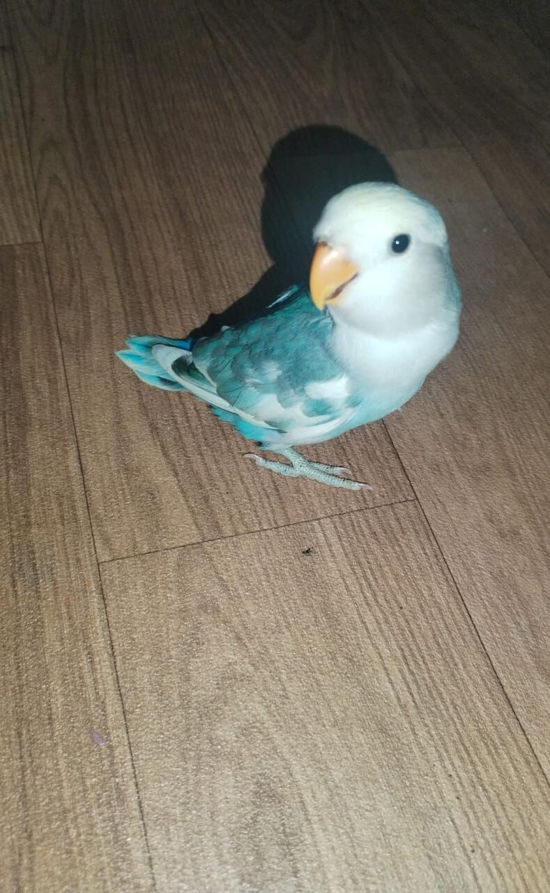 Dammam, Pet Supplies, SAR 1234,  Love Birds For Sale