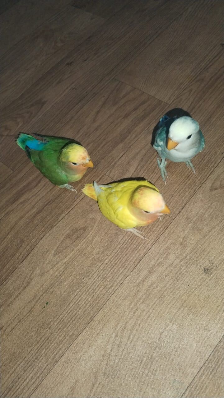 Dammam, Pet Supplies, SAR 1234,  Love Birds For Sale