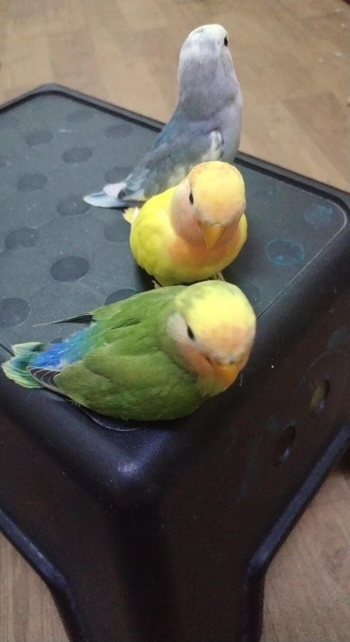 Dammam, Pet Supplies, SAR 1234,  Love Birds For Sale