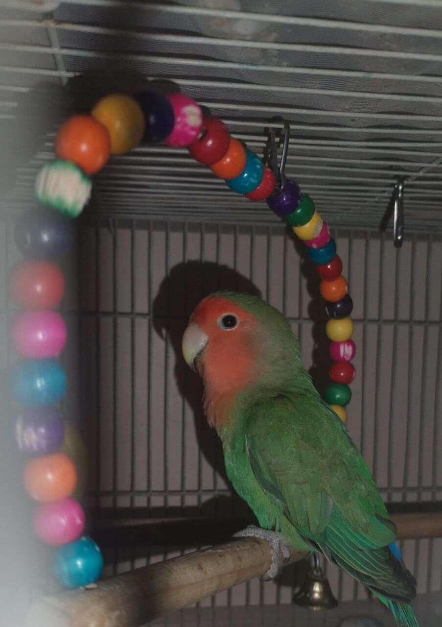 Dammam, Pet Supplies, SAR 1234,  Love Birds For Sale