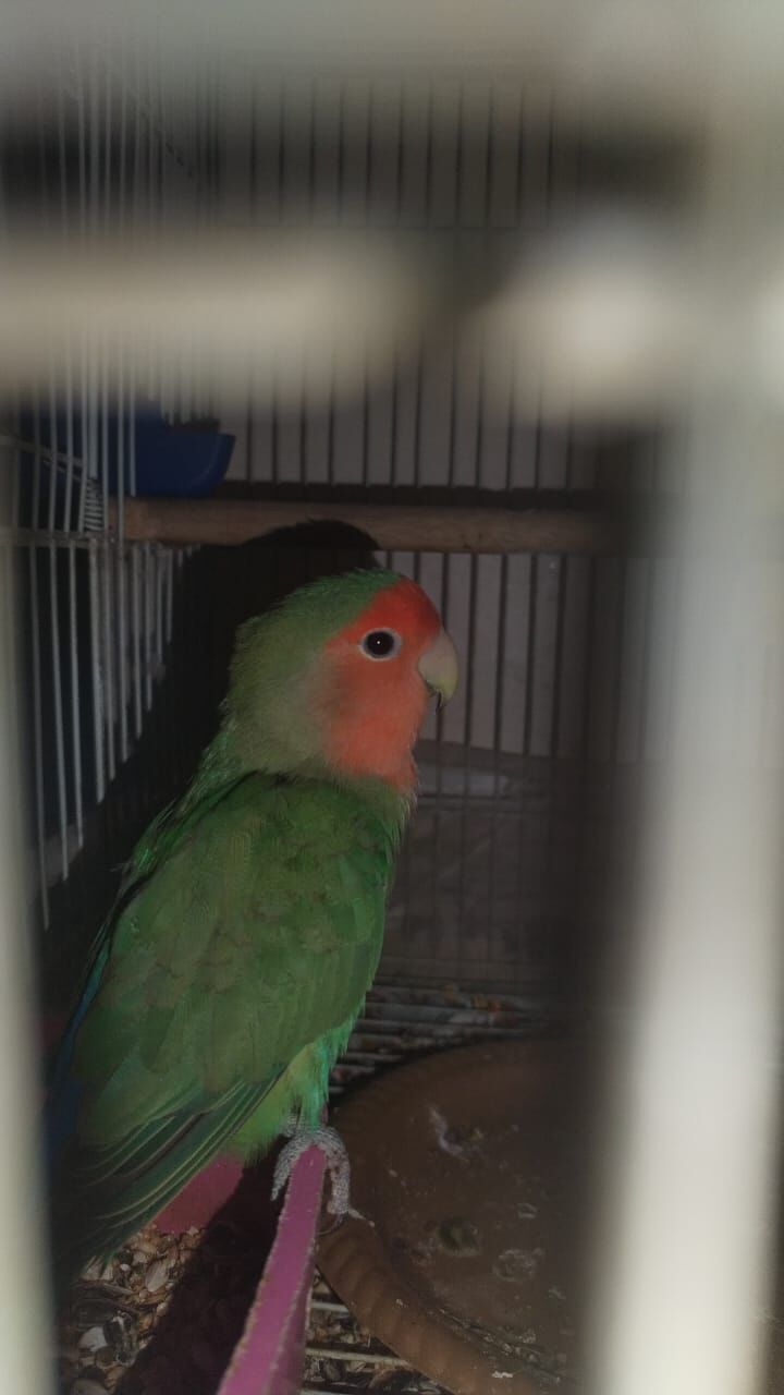 Dammam, Pet Supplies, SAR 1234,  Love Birds For Sale