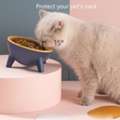 Buy Cat Bowls & Stainless Steel Cat Food Bowls Online