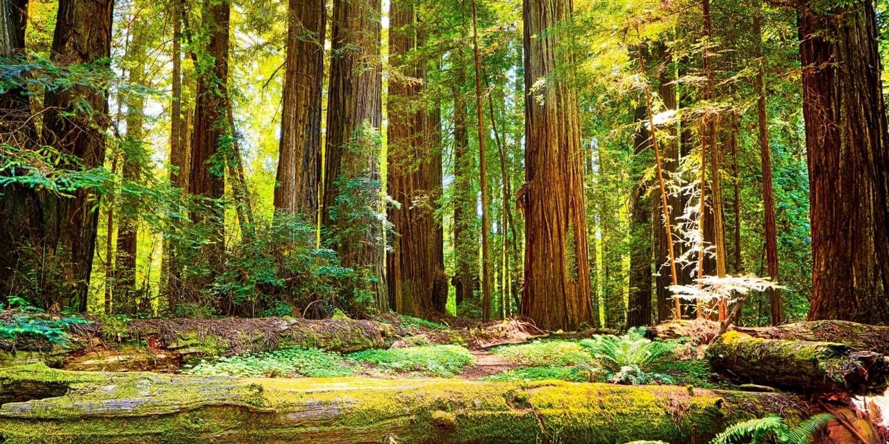 New York, Farm & Garden, USD 1,  Buy Sequoia Sempervirens Seeds Online &ndash; Sacred Plant Co.