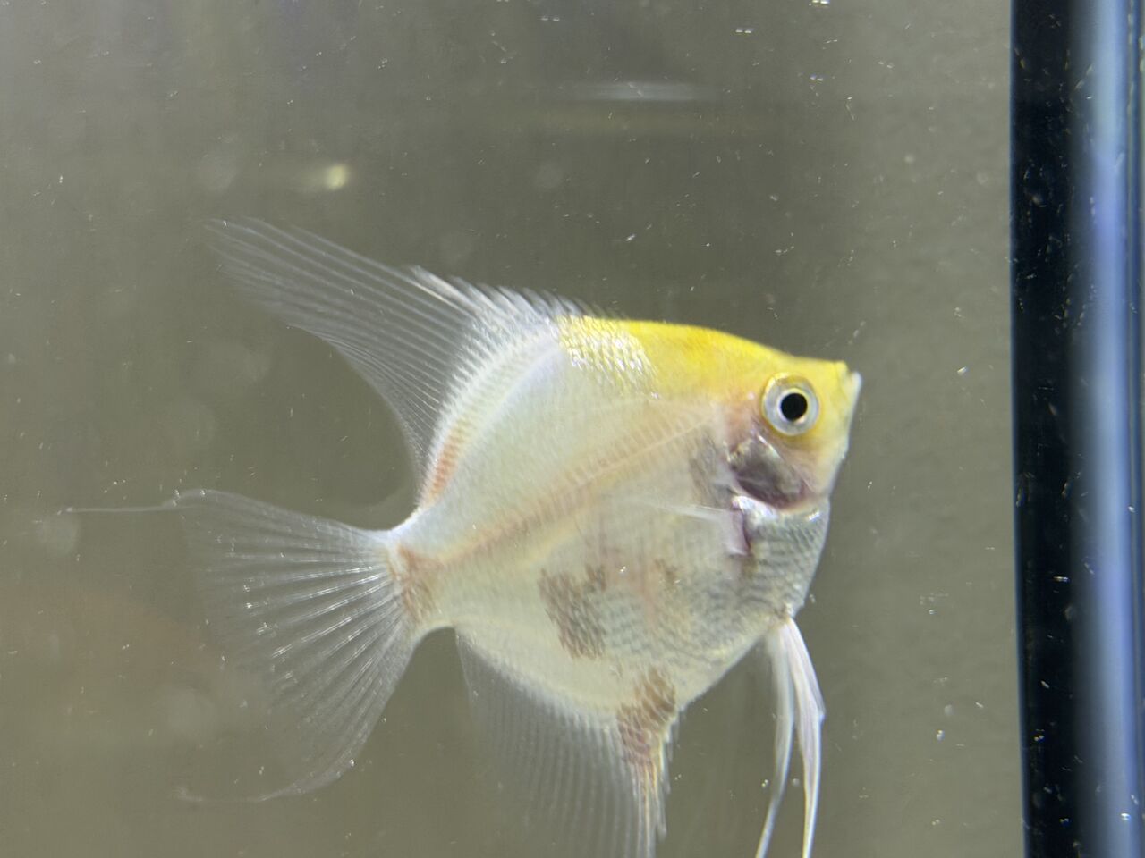 Riyadh, Pet Supplies, SAR 250,  Fish & Tank