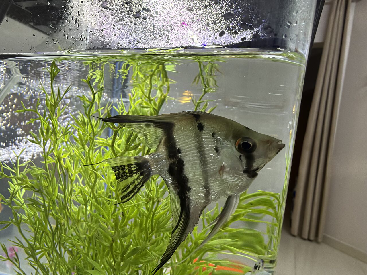 Riyadh, Pet Supplies, SAR 250,  Fish & Tank