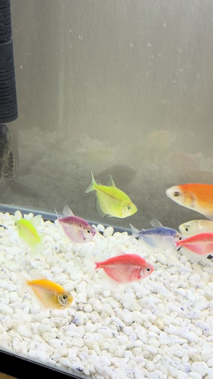 Riyadh, Pet Supplies, SAR 250,  Fish & Tank