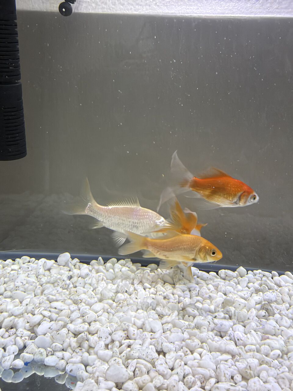 Riyadh, Pet Supplies, SAR 250,  Fish & Tank