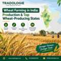 INR 25,  Wheat Farming In India: Production & Top Wheat-Producing States | Tradologie