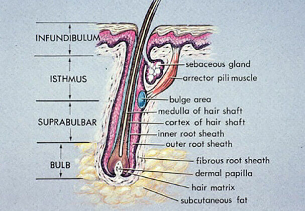 Mumbai, Health, Anatomy Of Hair Follicle | Hair Loss Basics | Medlinks