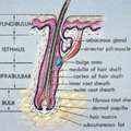 Anatomy Of Hair Follicle | Hair Loss Basics | Medlinks