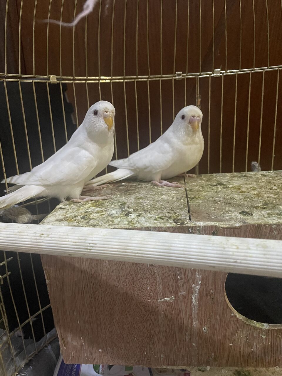 Dhahran, Pet Supplies, SAR 185,  BUDGIES FOR SALE