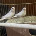 SAR 185,  BUDGIES FOR SALE