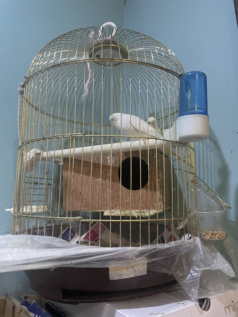 Dhahran, Pet Supplies, SAR 185,  BUDGIES FOR SALE