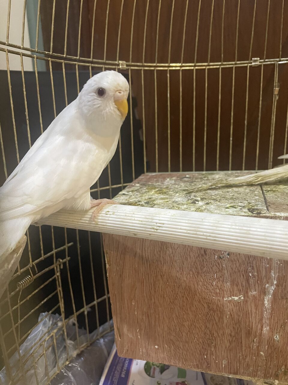 Dhahran, Pet Supplies, SAR 185,  BUDGIES FOR SALE